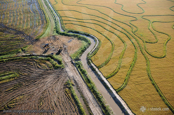 Foto aérea de un arrozal