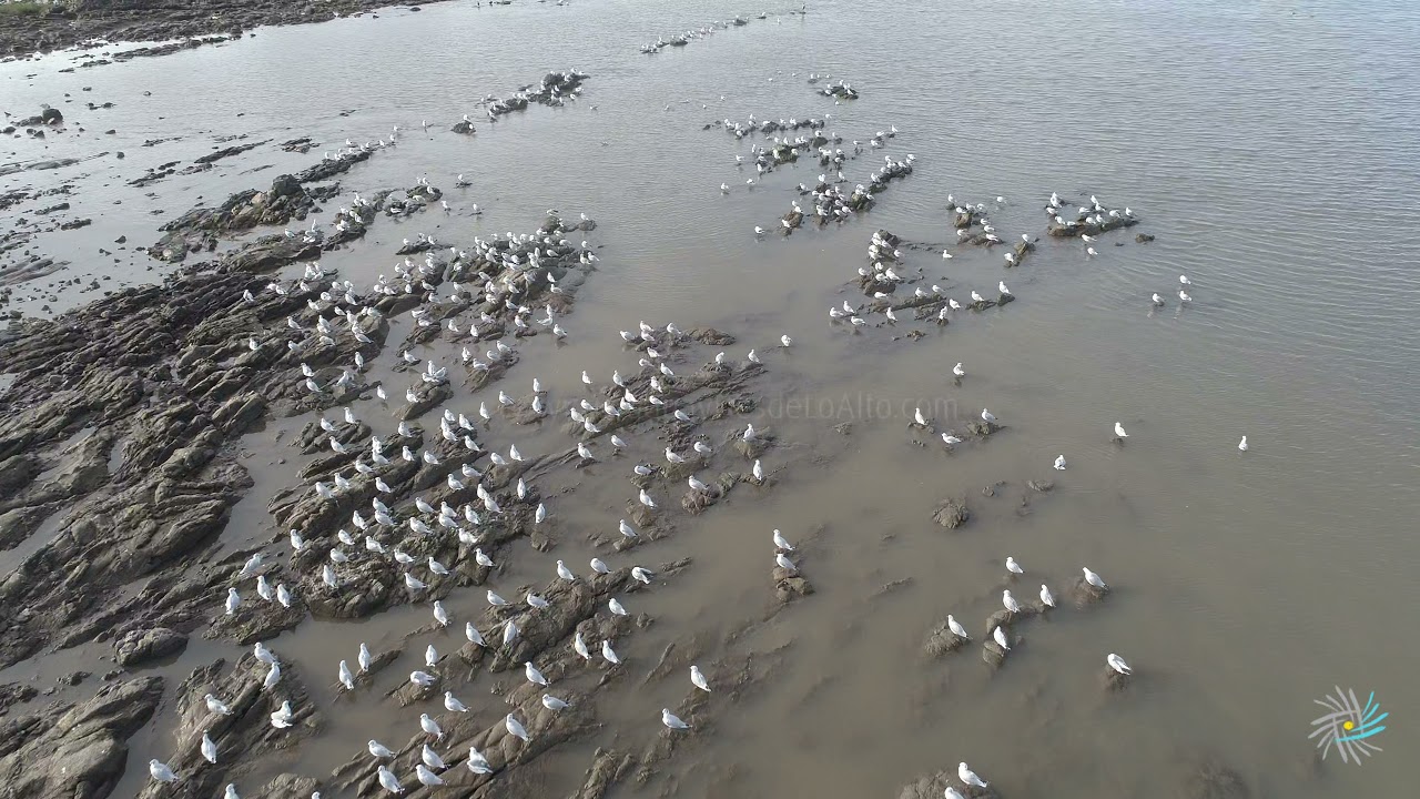Video aéreo de gaviotas en el puerto Buceo