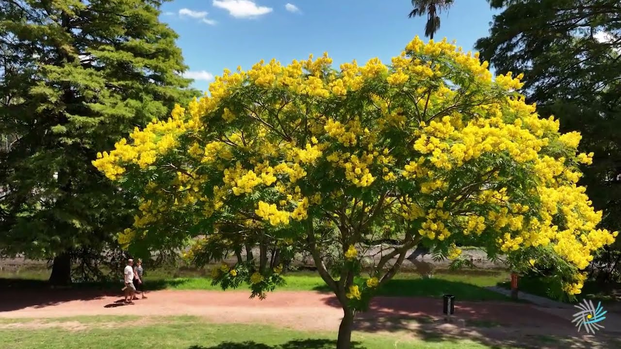 Video aéreo de un árbol ibirapitá en flor