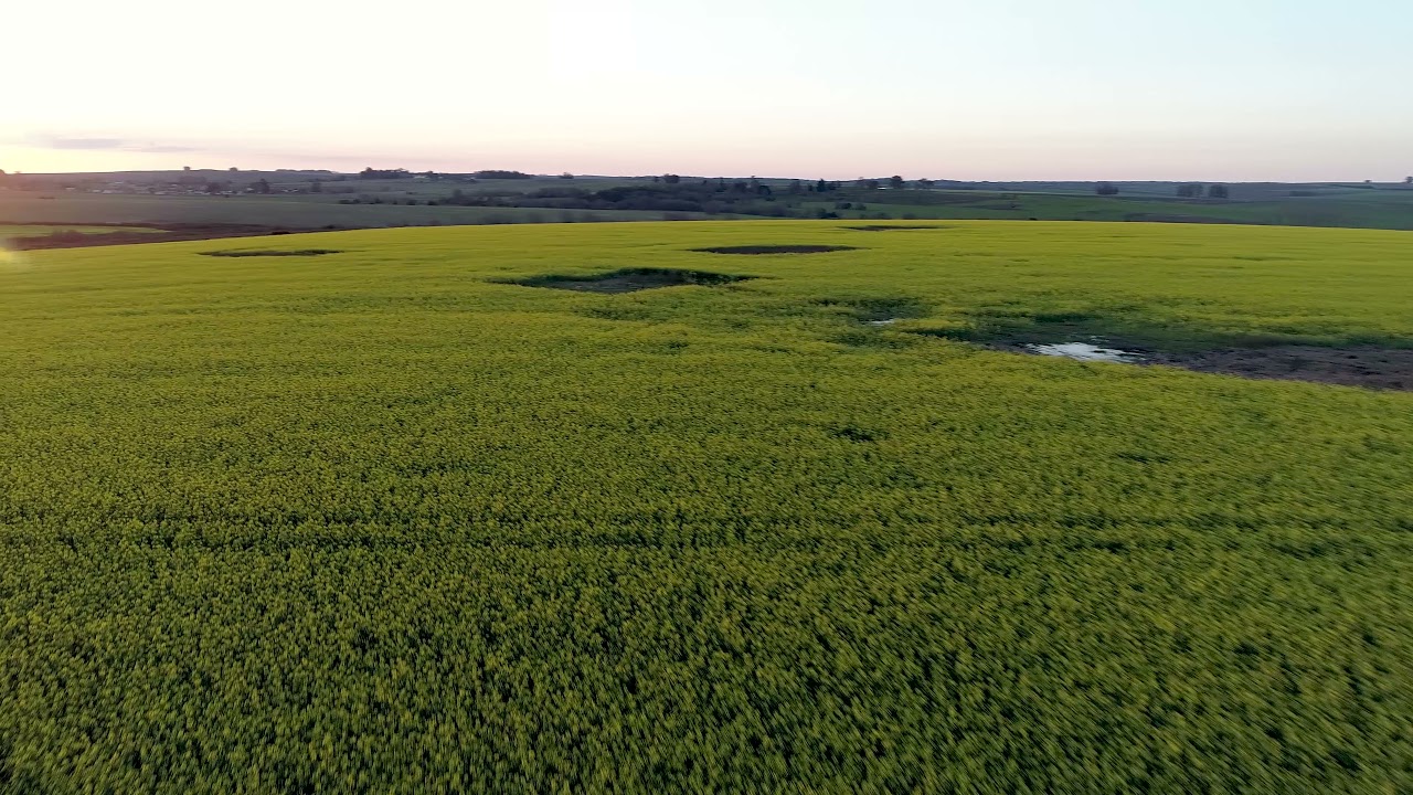 Video aéreo de un campo florido de canola