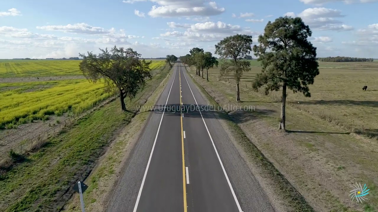 Video aéreo en ruta 14, campos de canola y ganado vacuno, departamento de Flores
