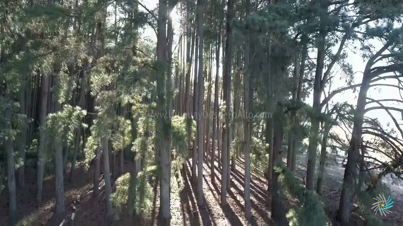Preview video 448