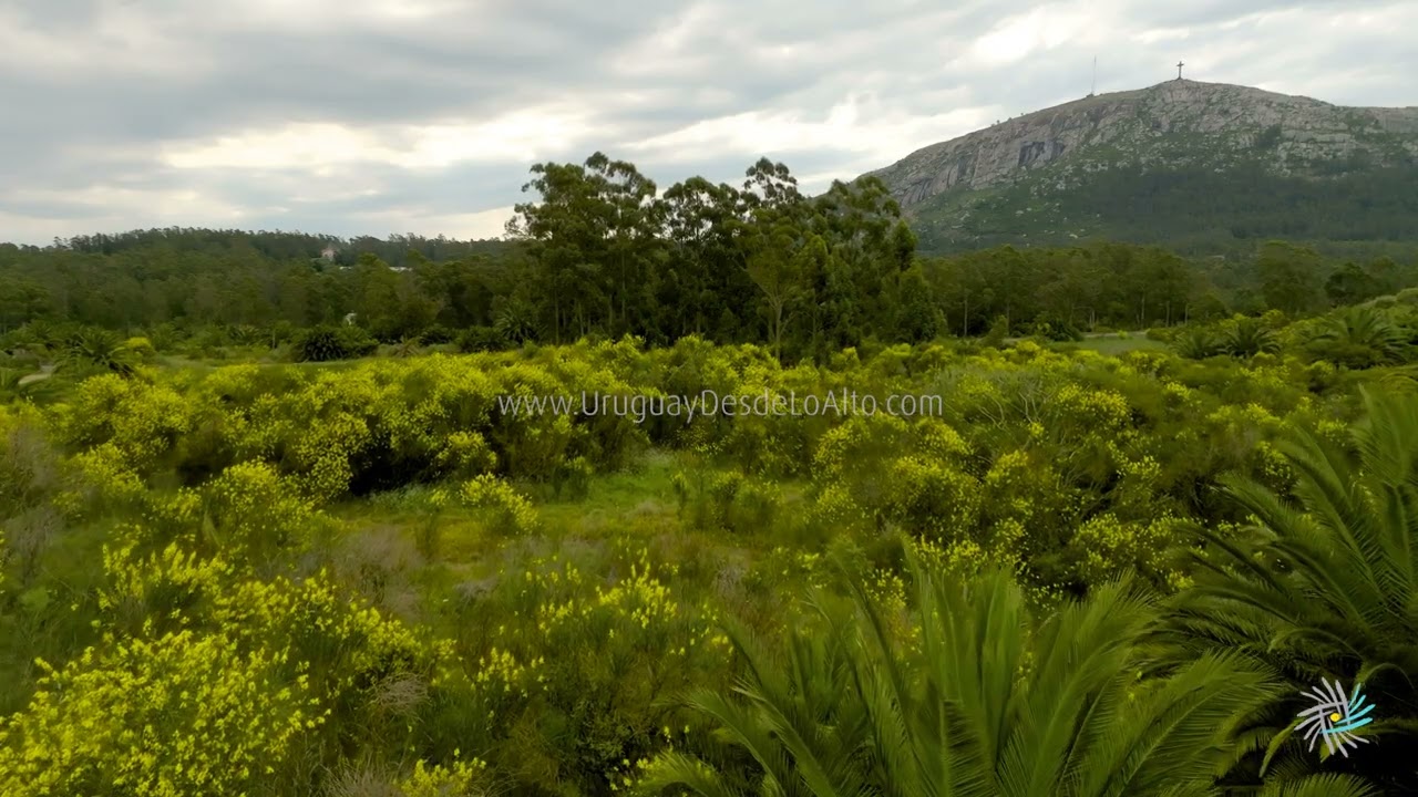 Video aéreo de retamas en flor y el cerro Pan de Azúcar, Maldonado