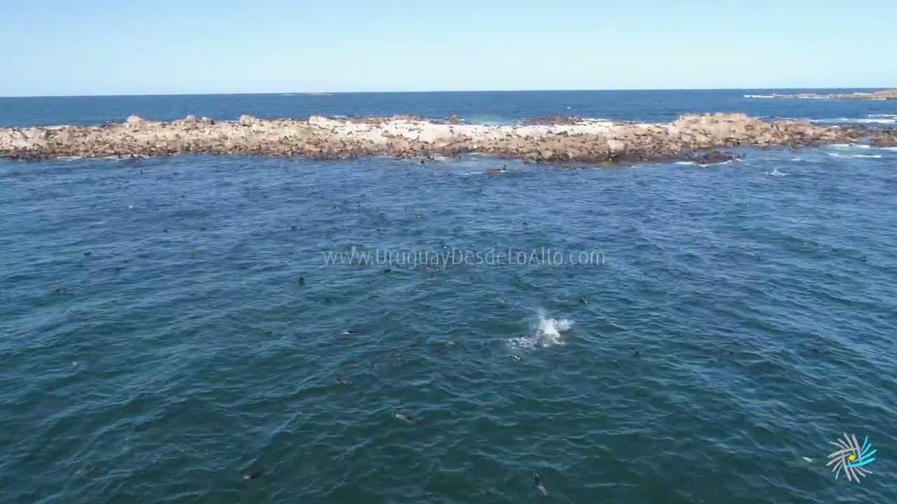 Vista aérea vertical de lobos marinos nadando cerca de la isla Rasa en Cabo Polonio. Lobos marinos finos o de dos pelos.