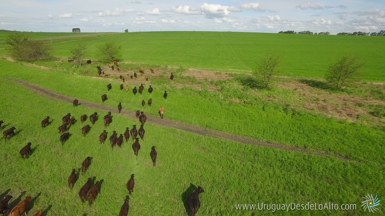Video aéreo de ganado Angus en el campo