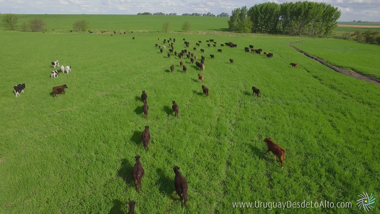 Video aéreo de ganado Angus en el campo