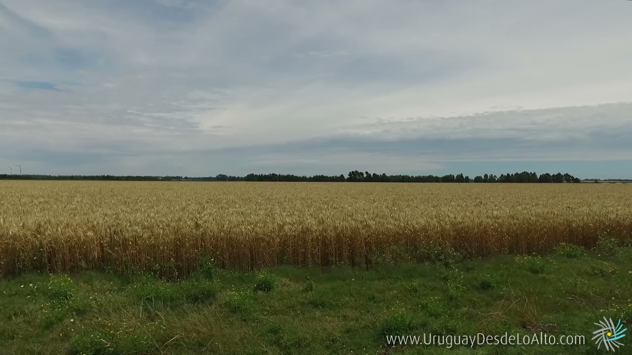Trigal en movimiento por el viento