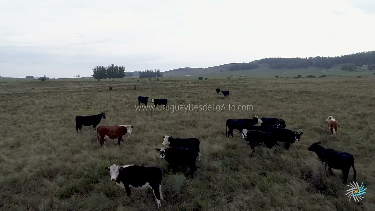 Vista aérea de ganado vacuno en el campo