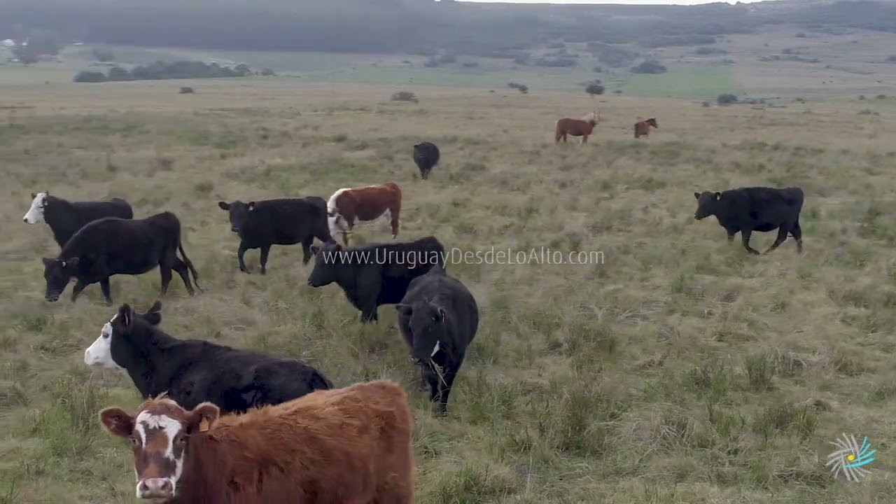 Vista aérea de ganado vacuno en el campo