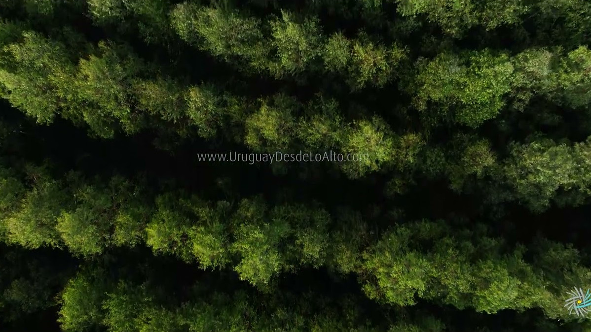 Video aéreo sobre campos de eucaliptos
